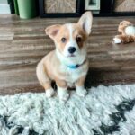 Cora — Pembroke Welsh Corgi photo 3