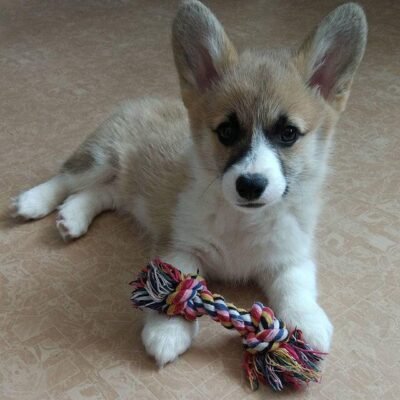 Welsh corgi puppy breeders