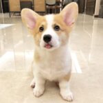 Gizmo — Pembroke Welsh Corgi photo 3