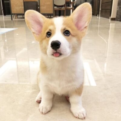 Welsh corgi puppy breeders