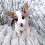 Huxley — Pembroke Welsh Corgi photo 3