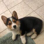 Leo — Pembroke Welsh Corgi photo 3