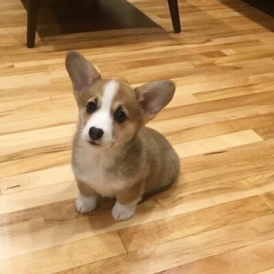 Welsh corgi puppy breeders