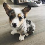 Blake — Pembroke Welsh Corgi photo 2