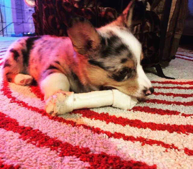 Blake — Pembroke Welsh Corgi puppy
