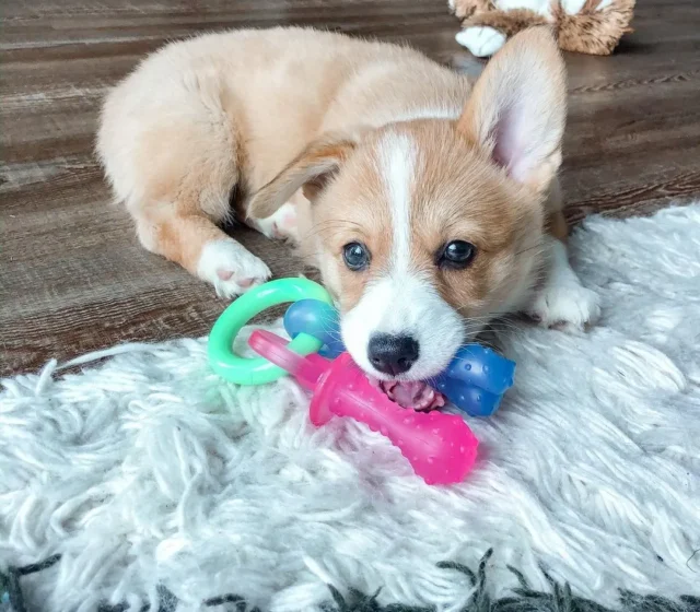Cora — Pembroke Welsh Corgi puppy