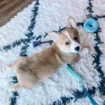 Cora — Pembroke Welsh Corgi photo 2