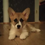 Daisy — Pembroke Welsh Corgi photo 2