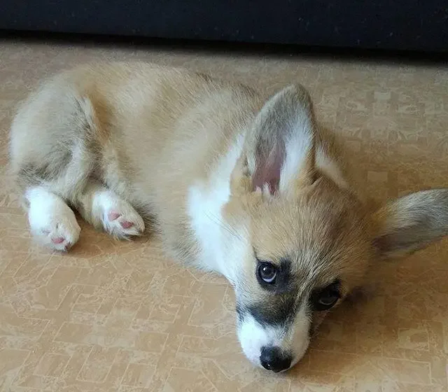 Daisy — Pembroke Welsh Corgi puppy