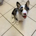 Briana — Pembroke Welsh Corgi photo 2