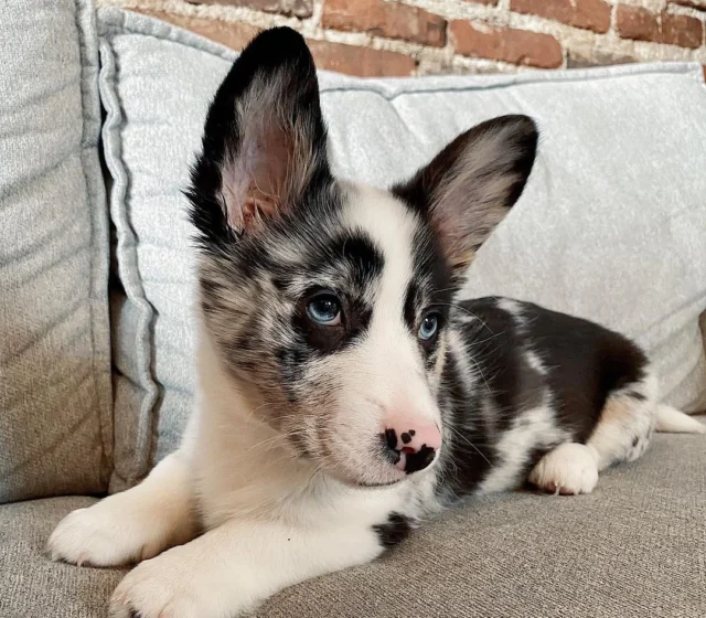 Briana — Pembroke Welsh Corgi puppy