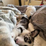 Briana — Pembroke Welsh Corgi photo 3