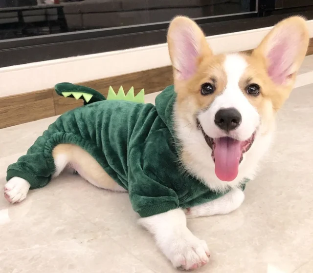 Gizmo — Pembroke Welsh Corgi puppy