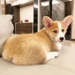 Gizmo — Pembroke Welsh Corgi photo 2