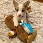 Huxley — Pembroke Welsh Corgi photo 2