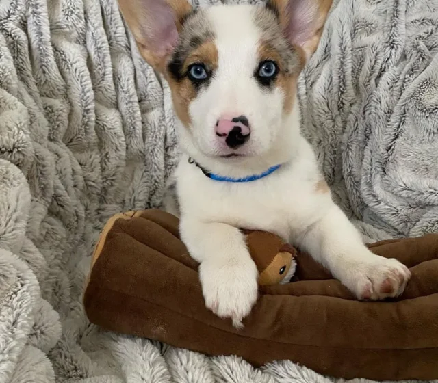 Huxley — Pembroke Welsh Corgi puppy