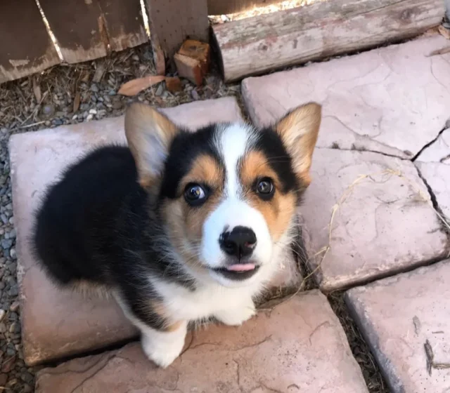 Leo — Pembroke Welsh Corgi puppy