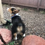 Leo — Pembroke Welsh Corgi photo 2