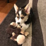 Maggi — Pembroke Welsh Corgi photo 3