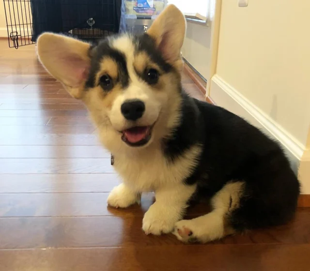 Maggi — Pembroke Welsh Corgi puppy