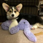 Maggi — Pembroke Welsh Corgi photo 2