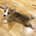 Nolla — Pembroke Welsh Corgi photo 2