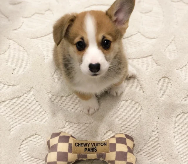 Nolla — Pembroke Welsh Corgi puppy