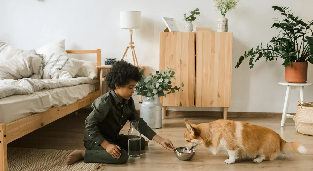 Best Food For Corgi Puppy