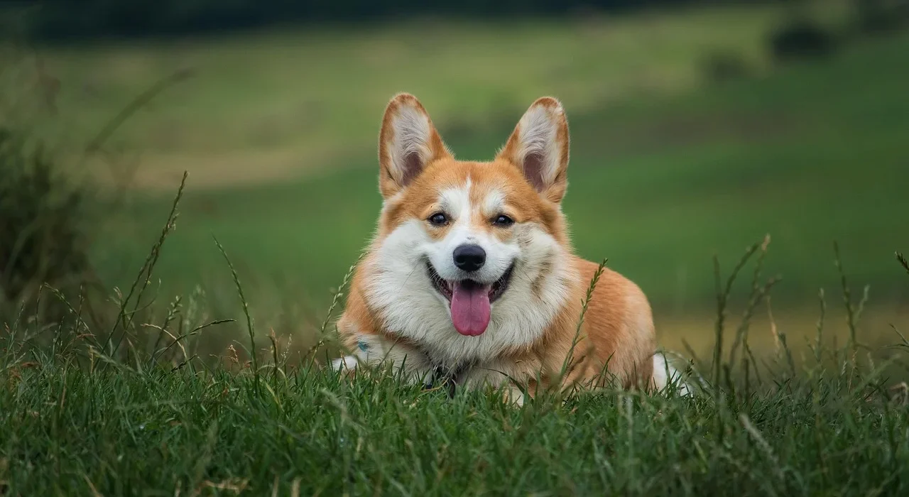 How to Potty Train a Corgi Puppy