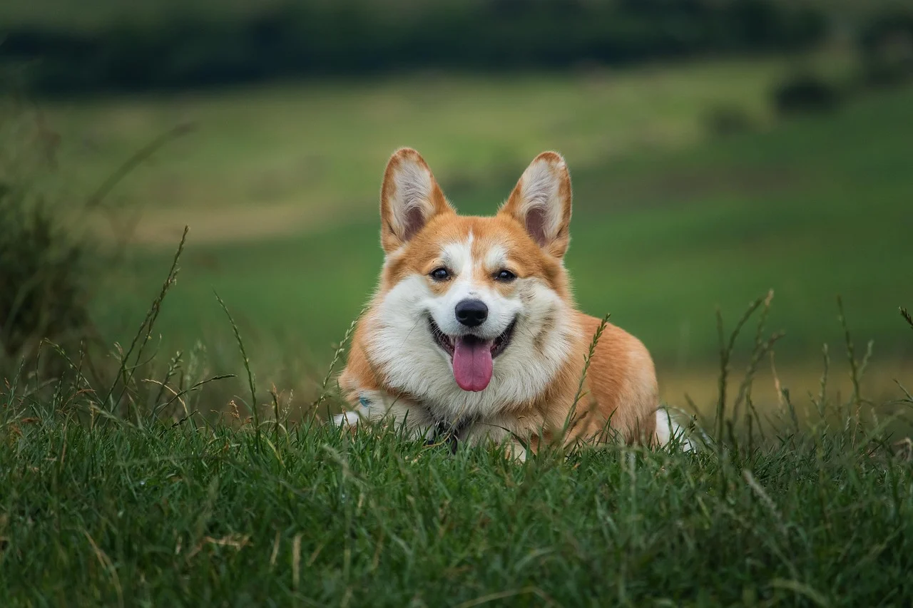 How to Potty Train a Corgi Puppy