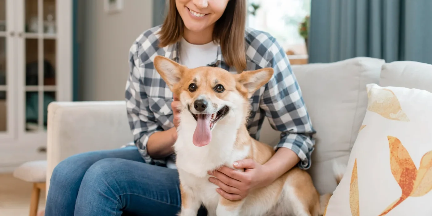 Cost Of Corgi Puppy