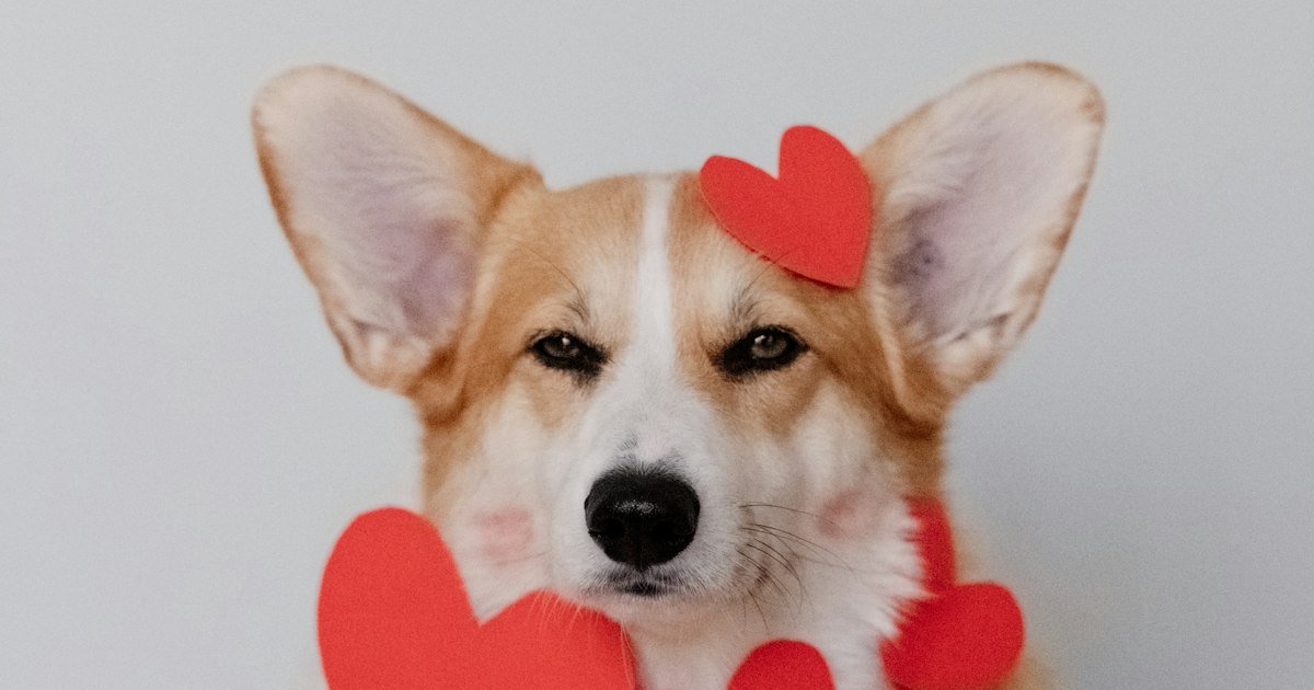 Fawn Pembroke Welsh Corgi puppy sitting and looking alertly at the camera