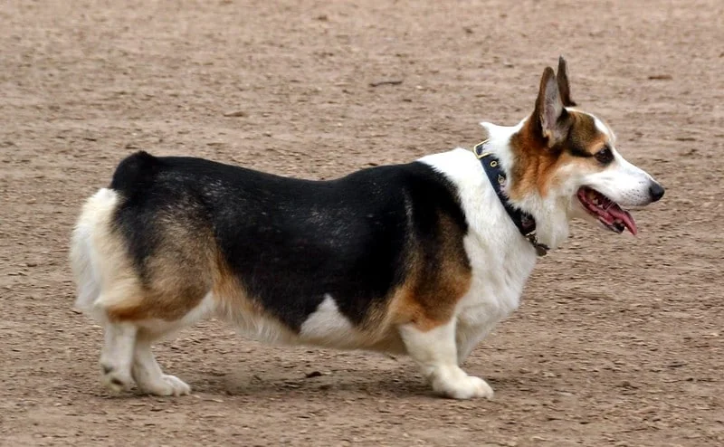 Tricolour Pembroke Welsh Corgi walking outdoors