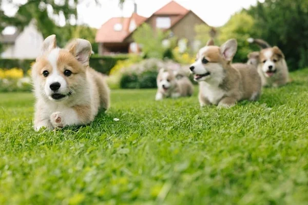 Corgi puppies playing together on grass
