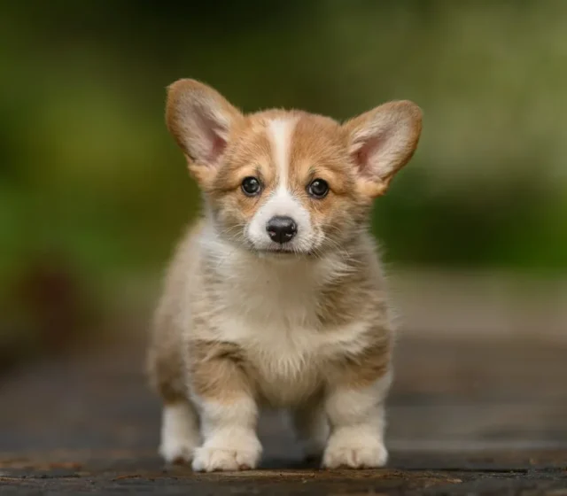 Pembroke Welsh Corgi puppy sitting outdoors