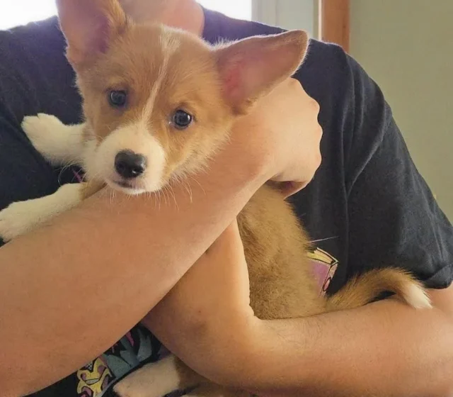 Corgi puppy being held gently