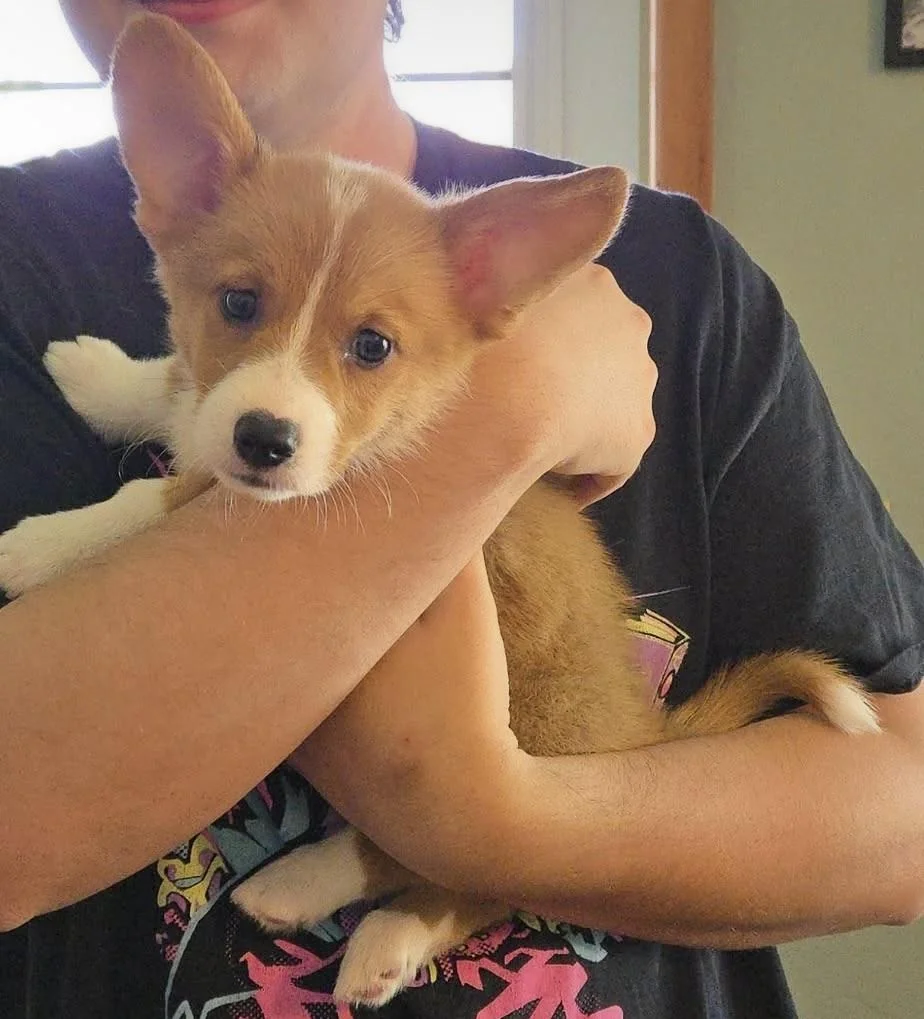 Corgi puppy being held gently