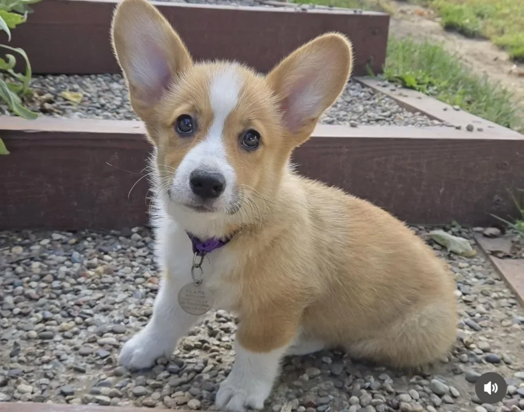 Young Corgi sitting beside a garden path