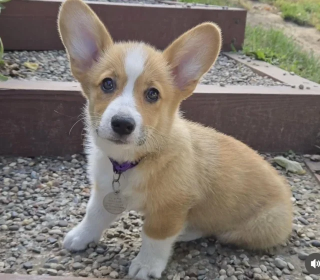 Young Corgi sitting beside a garden path