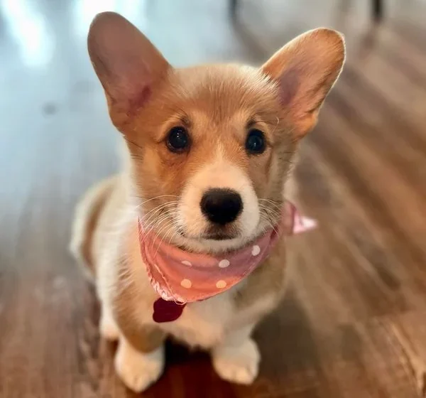 Corgi puppy wearing a pink collar
