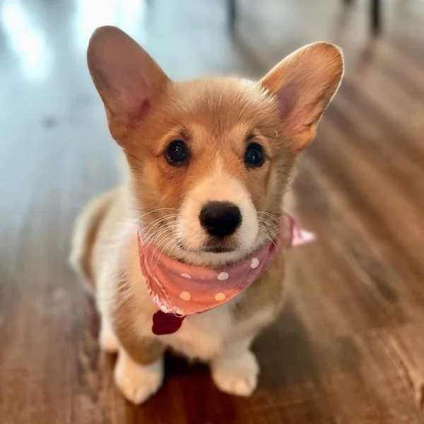 Corgi puppy wearing a pink collar