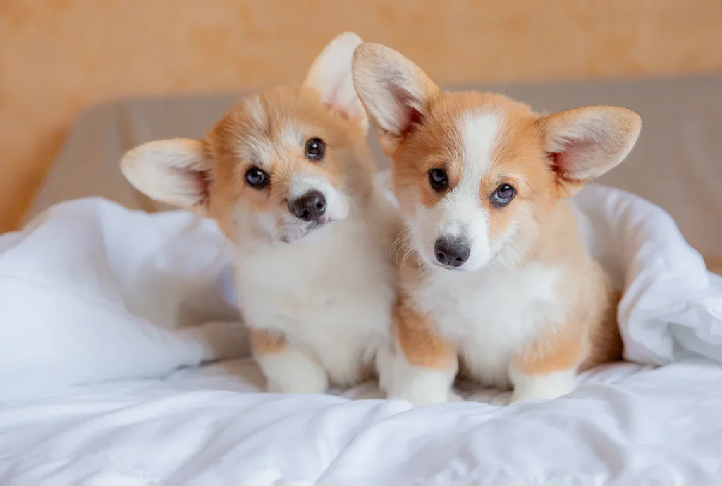 Two Corgi puppies resting together