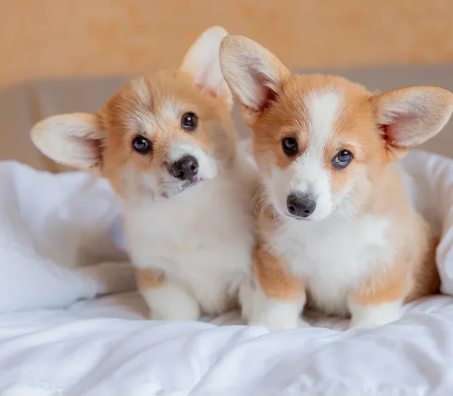 Two Corgi puppies resting together