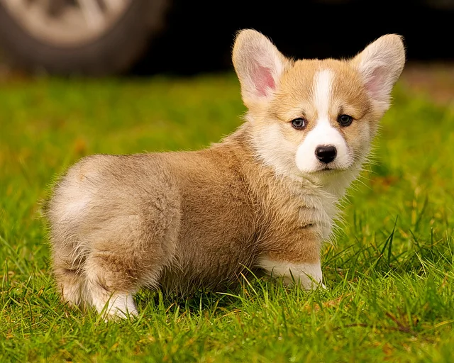 Corgi puppy relaxing in the grass