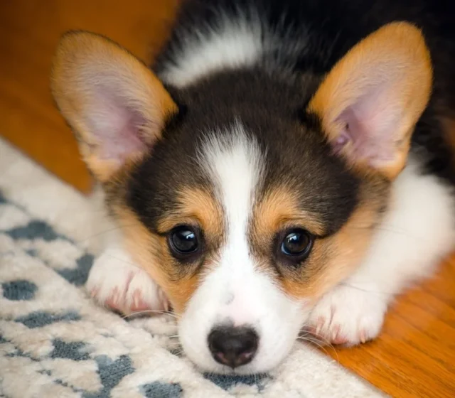 Tricolour Corgi puppy resting indoors