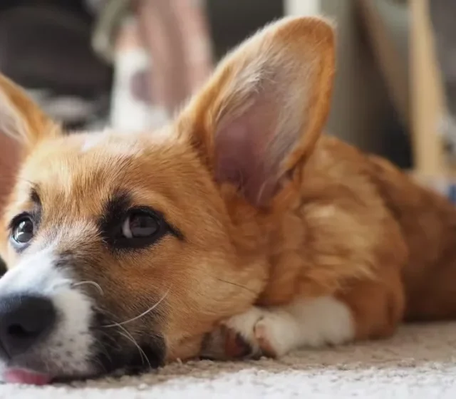 Corgi resting comfortably at home