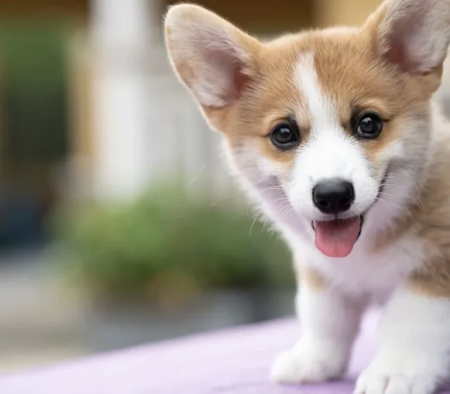 Corgi puppy looking toward the camera