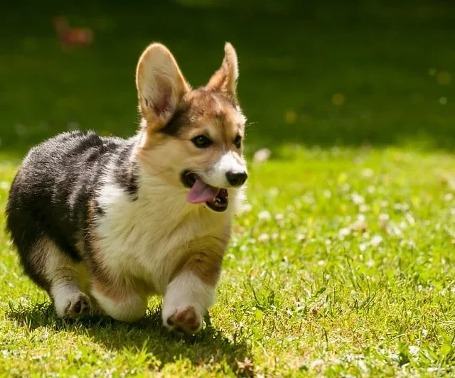 Corgi running across green grass