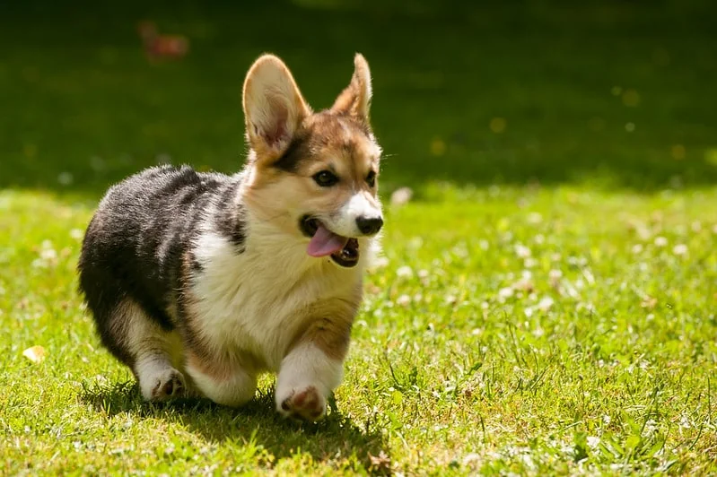 Corgi running across green grass